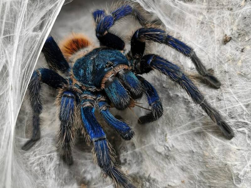 Jakie terrarium dla pająka wybrać?pająk blue