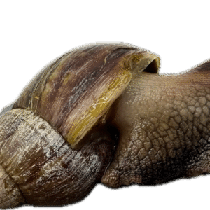 Ślimak afrykański olbrzymi Archachatina marginata