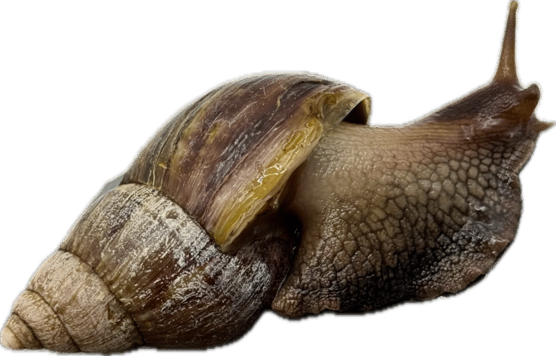 Ślimak afrykański olbrzymi Archachatina marginata