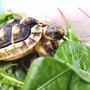Żółw obrzeżony testudo marginata z 2024r.