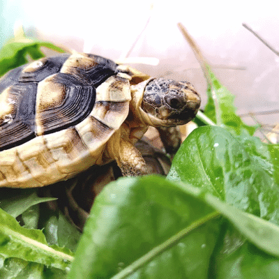 Żółw obrzeżony testudo marginata z 2024r.