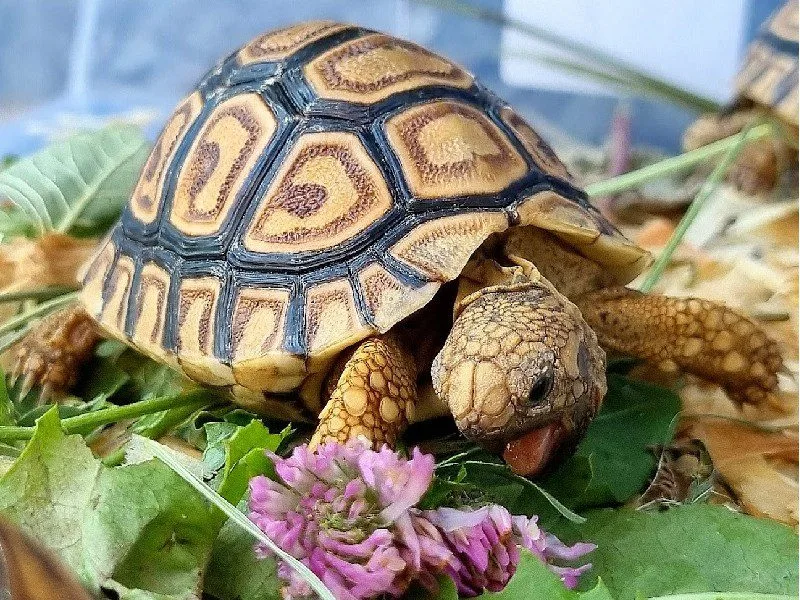 Żółw lamparci Stigmochelys pardalis z 2025r.