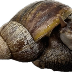 Ślimak afrykański olbrzymi Archachatina marginata