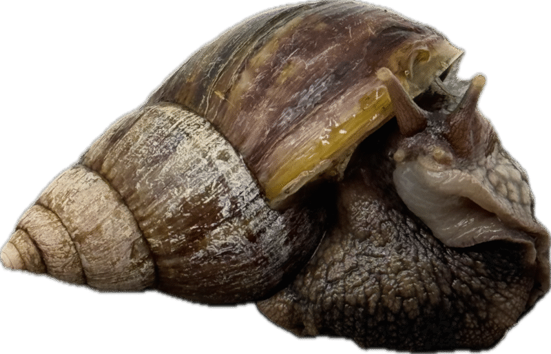 Ślimak afrykański olbrzymi Archachatina marginata