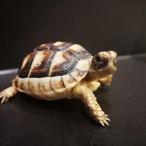 Żółw obrzeżony testudo marginata z 2024r.