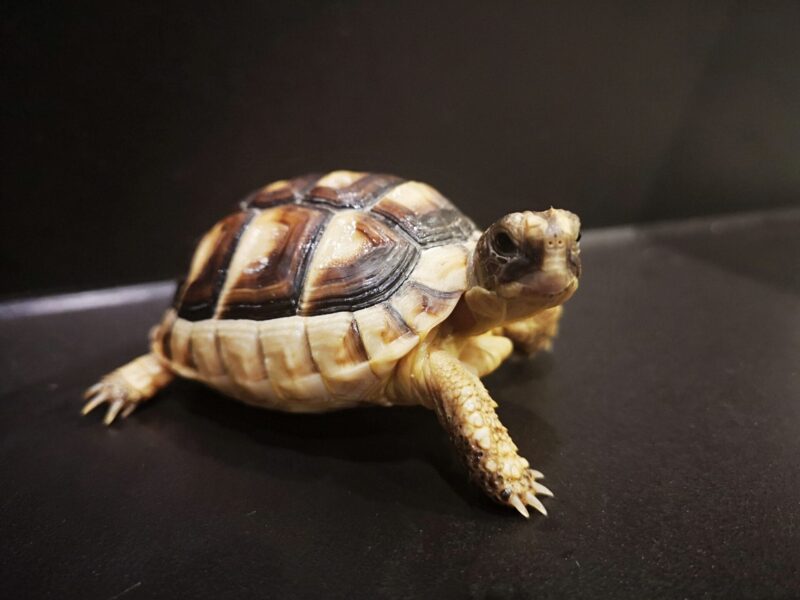 Żółw obrzeżony testudo marginata z 2024r.