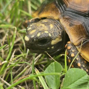 Żółw Żabuti Chelonoidis Carbonarius 2025 r.