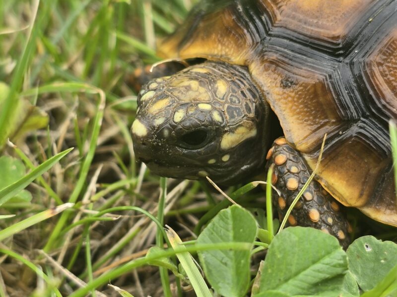 Żółw Żabuti Chelonoidis Carbonarius 2025 r.