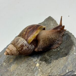 Ślimak afrykański olbrzymi Archachatina marginata