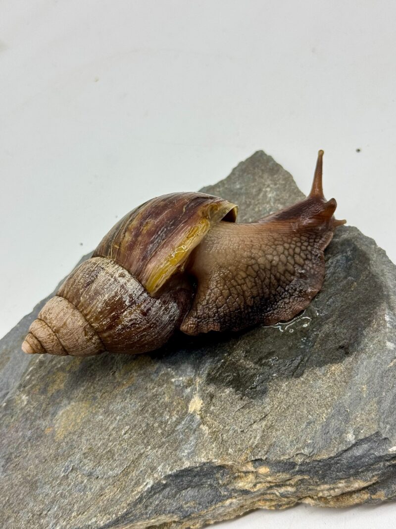 Ślimak afrykański olbrzymi Archachatina marginata