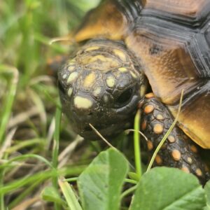 Żółw Żabuti Chelonoidis Carbonarius 2025 r.