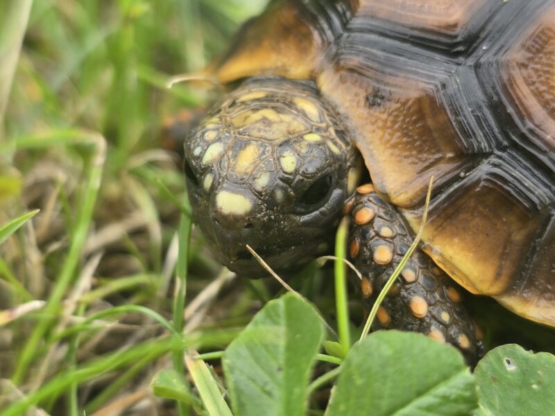 Żółw Żabuti Chelonoidis Carbonarius 2025 r.