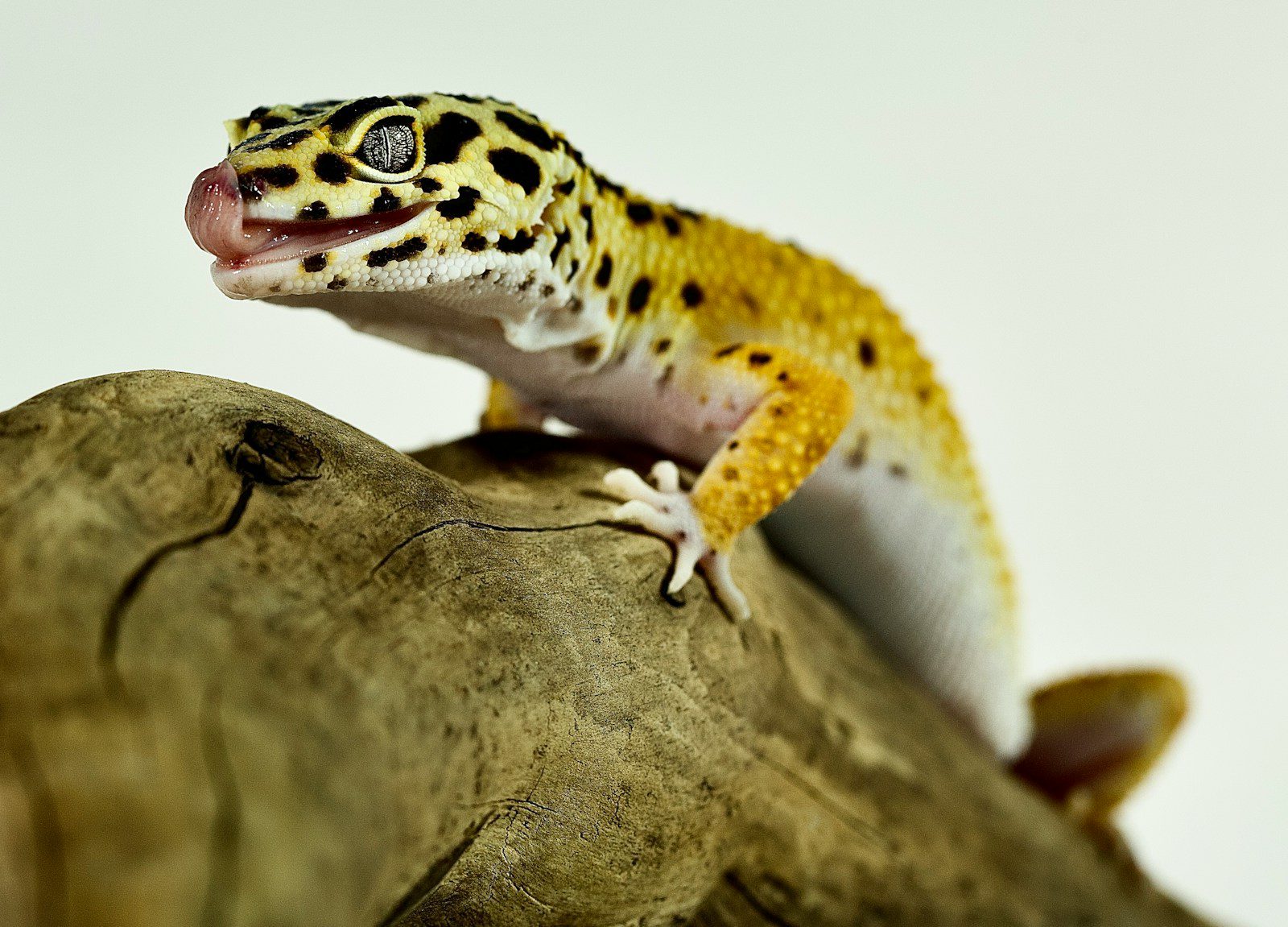 terrarium dla gekona lamparciego