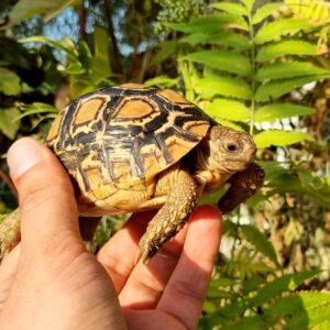 Żółw lamparci Stigmochelys pardalis z 2025r.