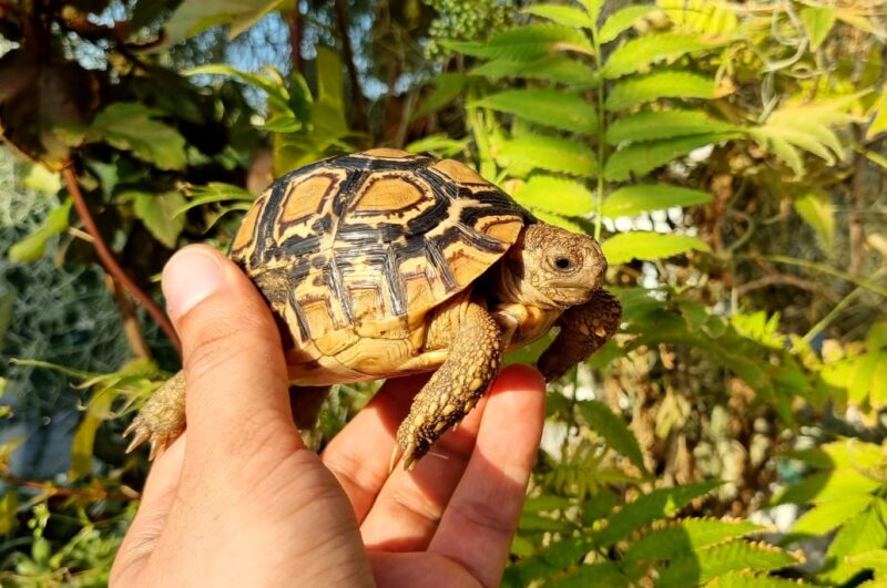 Żółw lamparci Stigmochelys pardalis z 2025r.