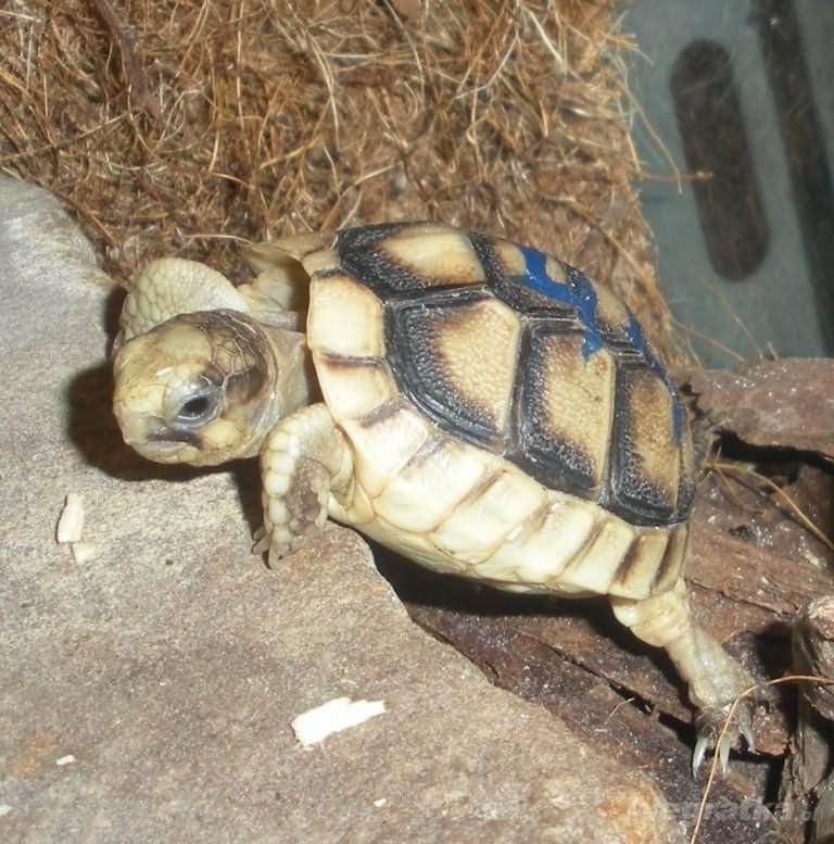 Żółw obrzeżony testudo marginata z 2024r.