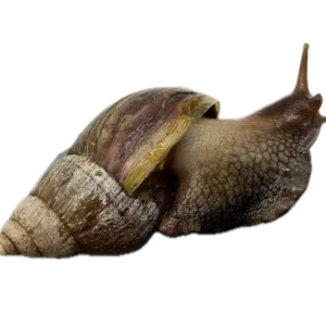 Archachatina marginata