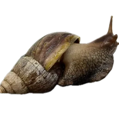Archachatina marginata