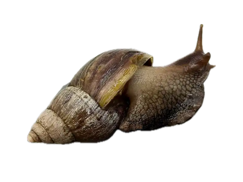 Archachatina marginata