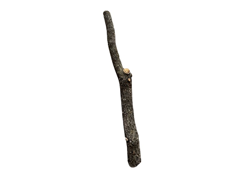 Gałęzie korkowe proste do terrarium 70-80cm