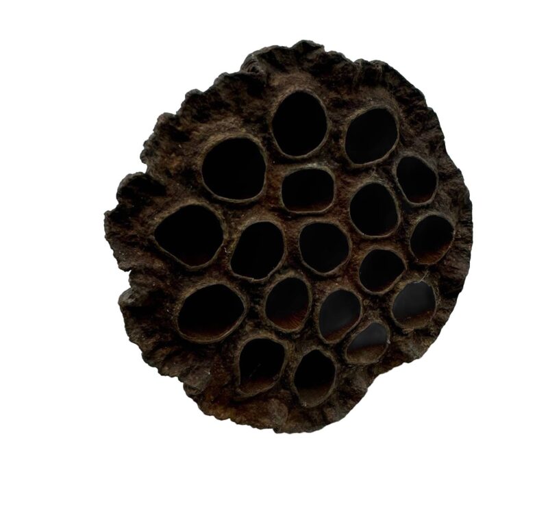 1dac2540c00db2581d7462d8fb3a72fd.jpg Suszony lotos L 8cm do terrarium