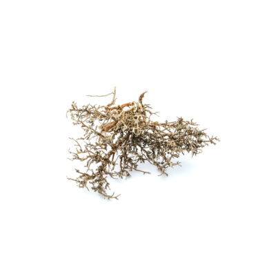Gałązki Dry tree M 14-17cm