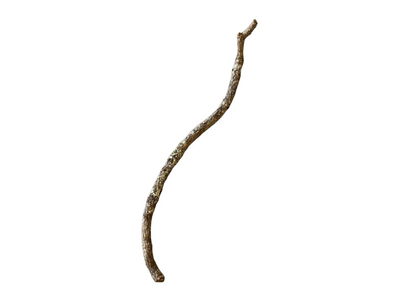 Gałęzie korkowe proste do terrarium 70-80cm