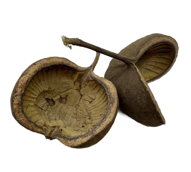 Łupina Orzecha Budda Nut 12-16 cm