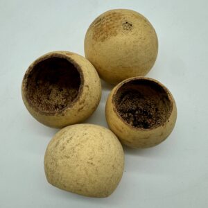 66487282921431fcb2146ed0f431a16a.jpg Tykwa Bell cup 3-5 cm naturalna 1szt.