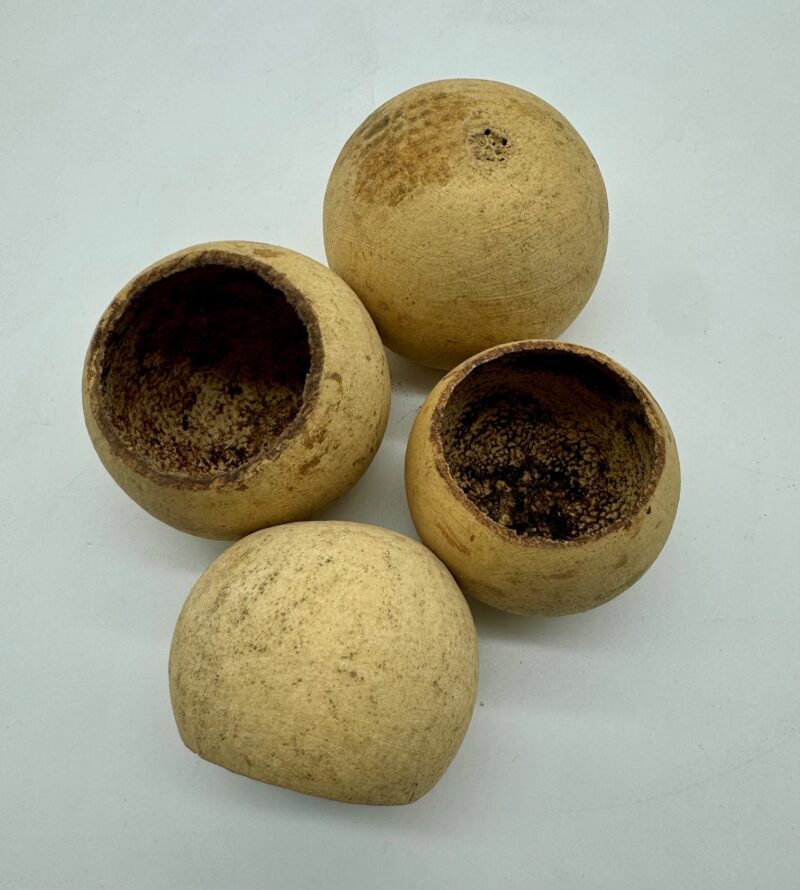 66487282921431fcb2146ed0f431a16a.jpg Tykwa Bell cup 3-5 cm naturalna 1szt.