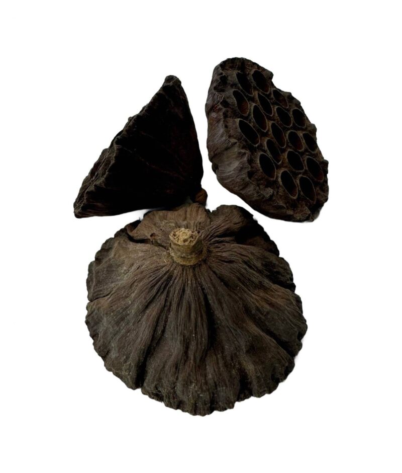 6d99f5c91552b1d589ffe48740d27828.jpg Suszony lotos L 8cm do terrarium