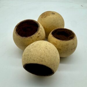 85e7b493c8a94fe2843bbd63a7ca9776.jpg Tykwa Bell cup 3-5 cm naturalna 1szt.