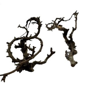 Gałązki do terrarium Canta Branch Head M 14-17cm