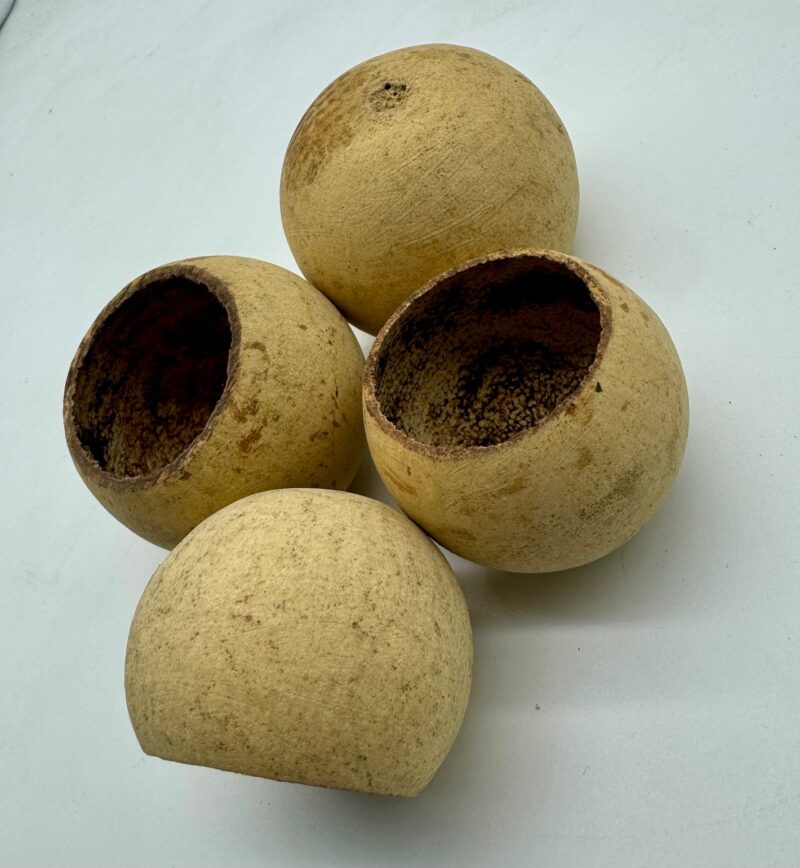 a3736f1abd05fc665b1d009c73afd852.jpg Tykwa Bell cup 3-5 cm naturalna 1szt.