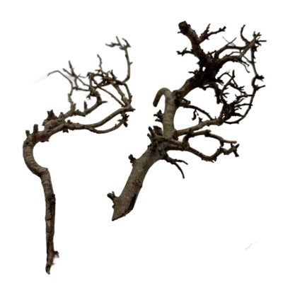 Gałązki do terrarium Canta Branch Head L 18-22cm
