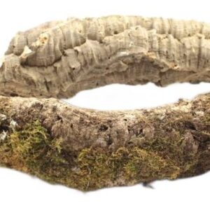 Gałęzie korkowe do terrarium 25-30cm