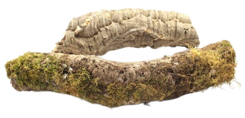 Gałęzie korkowe do terrarium 25-30cm