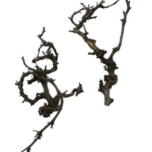 Gałązki do terrarium Canta Branch Head S 8-13cm