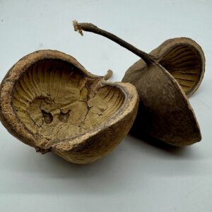 Łupina Orzecha Budda Nut 12-16 cm