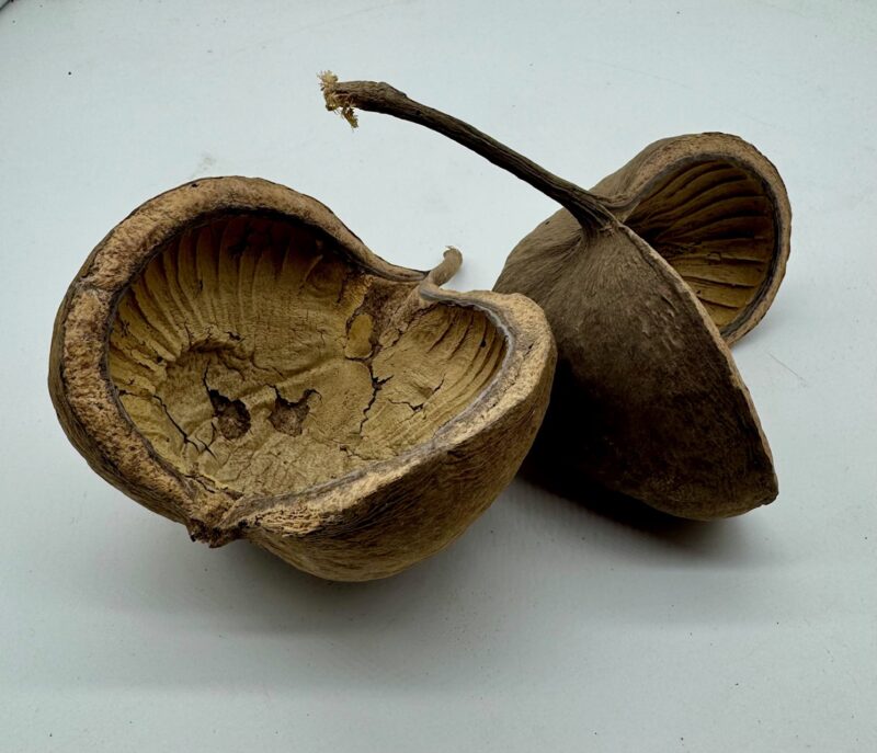 Łupina Orzecha Budda Nut 12-16 cm