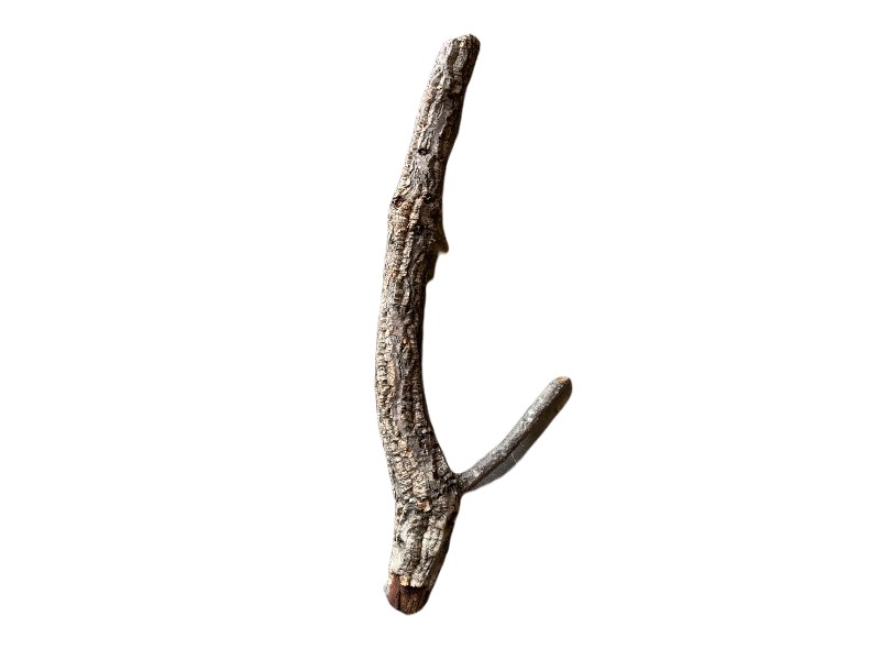 Gałęzie korkowe proste do terrarium 70-80cm