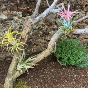 Gałęzie korkowe proste do terrarium 70-80cm