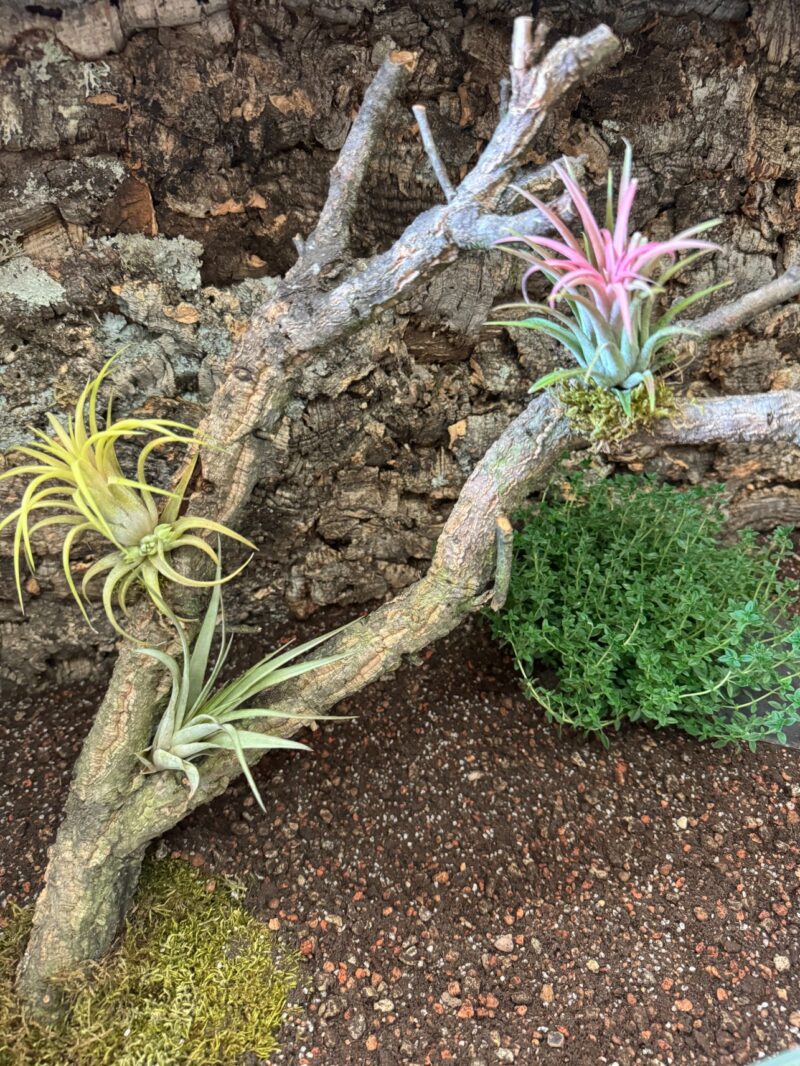 Gałęzie korkowe proste do terrarium 70-80cm