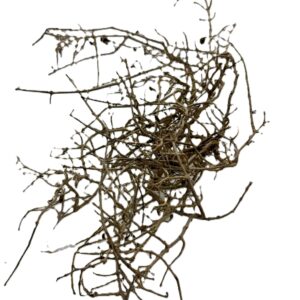 Gałązki Dry tree L 18-22cm