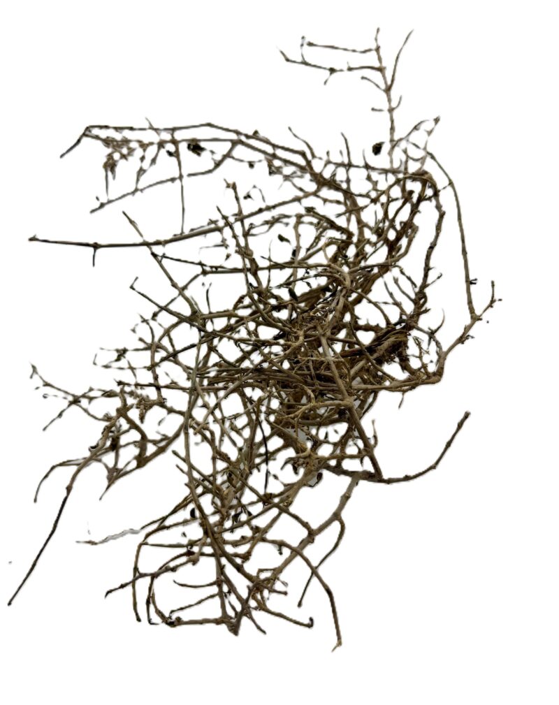 Gałązki Dry tree L 18-22cm