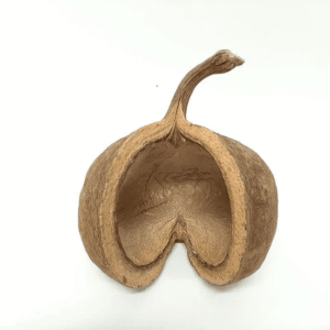 Łupina Orzecha Budda Nut 12-16 cm