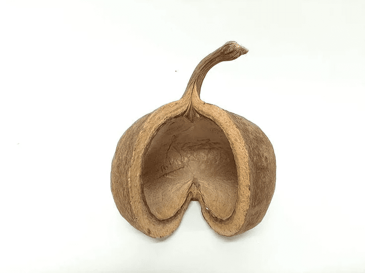 Łupina Orzecha Budda Nut 12-16 cm