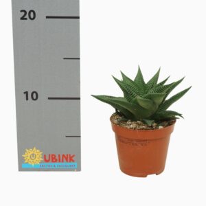 Sukulent Haworthia limifolia Twister roślina do terrarium dla gadów pustynnych
