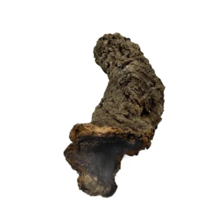 Wąskie tuby korkowe tuba korkowa dębowa 18-22cm / 2-4cm