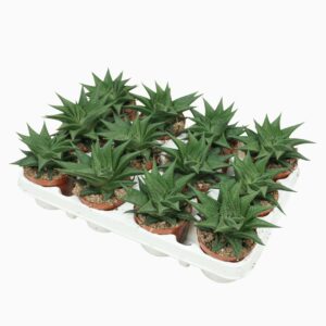 Sukulent Haworthia limifolia Twister roślina do terrarium dla gadów pustynnych
